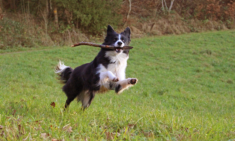 border collie with stick