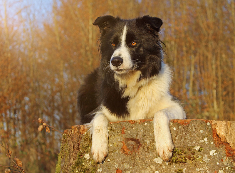 border collie sitting